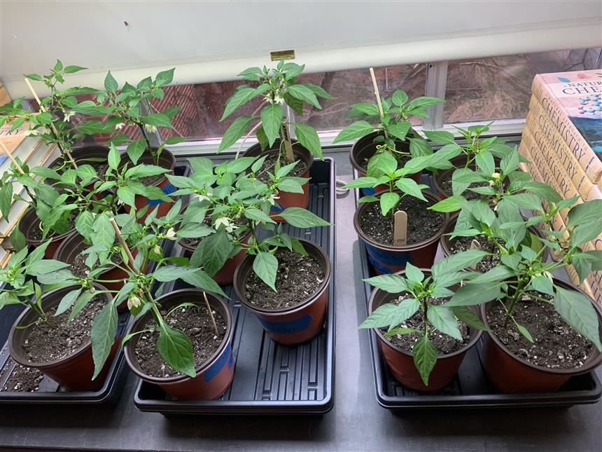 Mexican Hot Chili Pepper Plants; Photo Credit: Gabrielle Lim '23